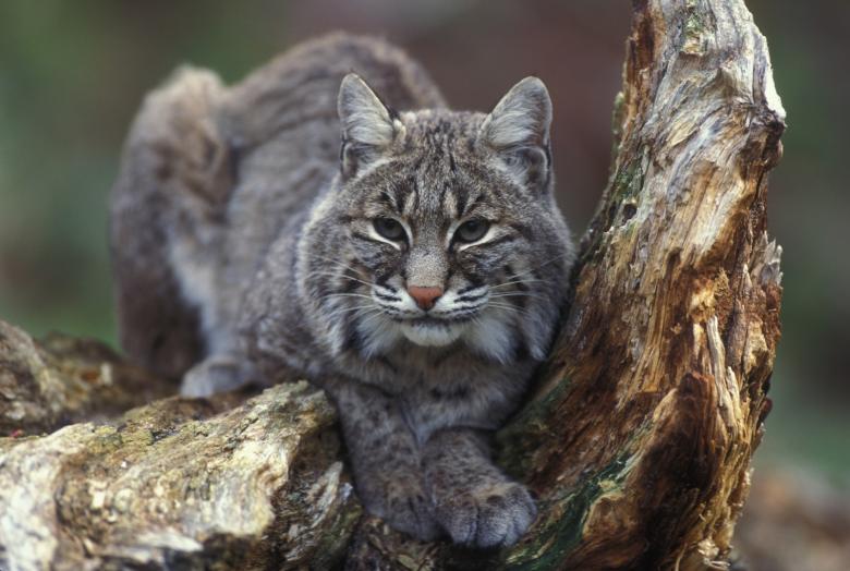 Free stock image of Bobcat created by Pixabay