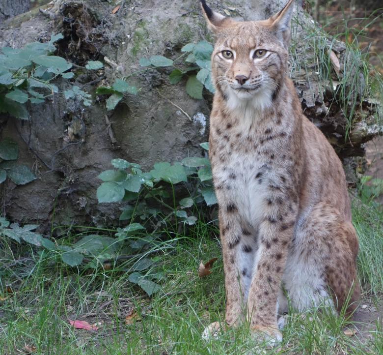 Free stock image of Bobcat created by Pixabay