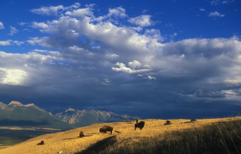 Free stock image of Wild Bison created by Pixabay