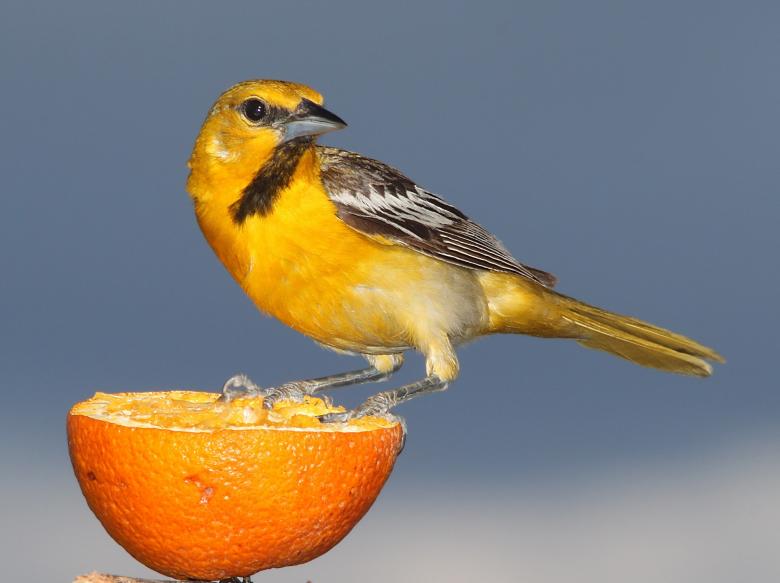 Free stock image of Bullocks Oriole created by Pixabay