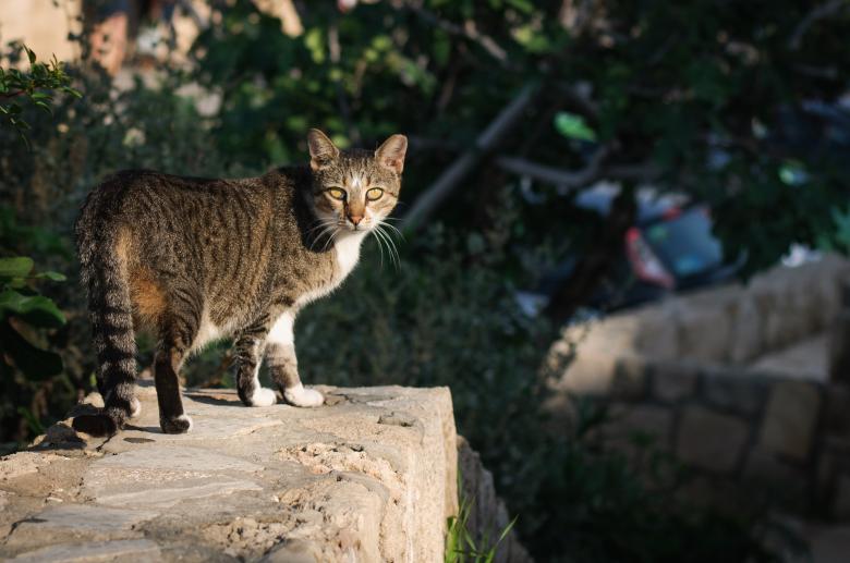 Free stock image of Wild Cat created by Pixabay
