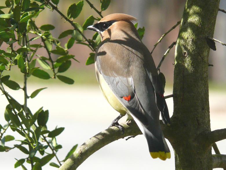 Free stock image of Cedar Waxwing created by Pixabay