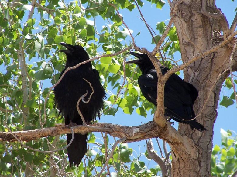 Free stock image of Common Ravens created by Pixabay