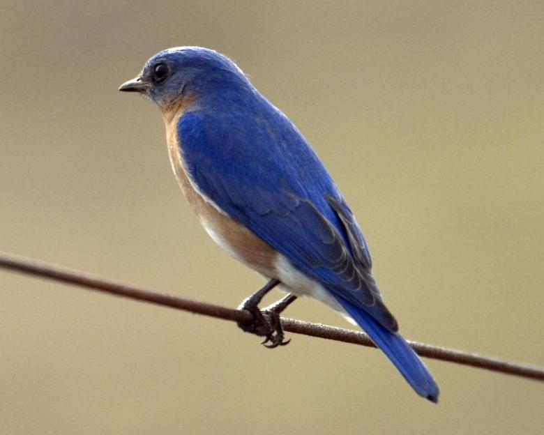 Free stock image of Eastern Bluebird created by Pixabay