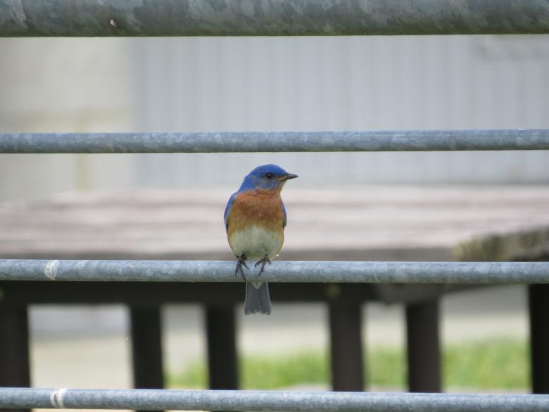 Free stock image of Eastern Bluebird created by Pixabay