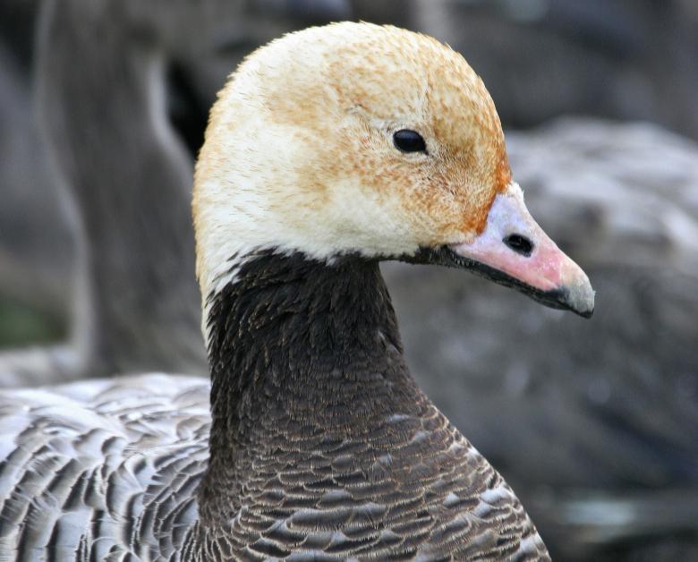 Free stock image of Emperor Goose created by Pixabay