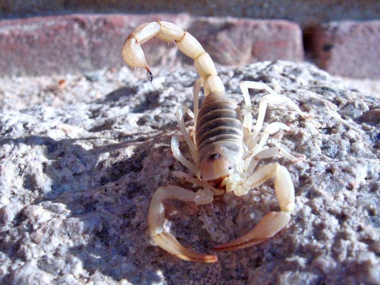 Free stock image of Giant Hairy Scorpion created by Pixabay