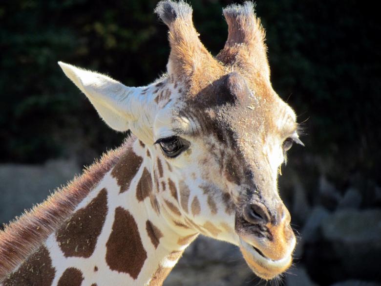 Free stock image of Wild Giraffe created by Pixabay