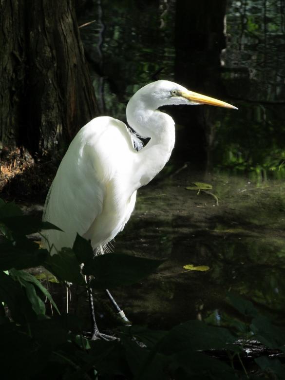 Free stock image of Great Egret created by Pixabay
