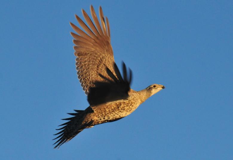 Free stock image of Sage Grouse created by Pixabay