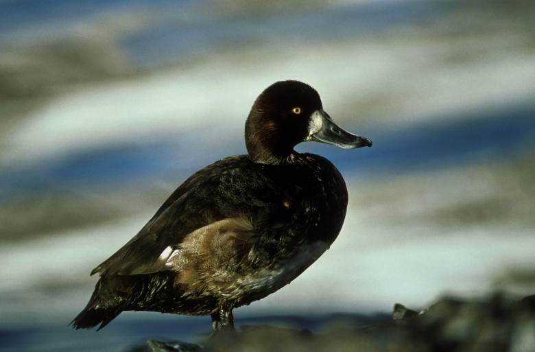 Free stock image of Scaup Duck created by Pixabay