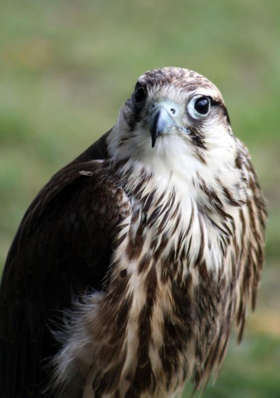 Free stock image of Wild Hawk created by Pixabay