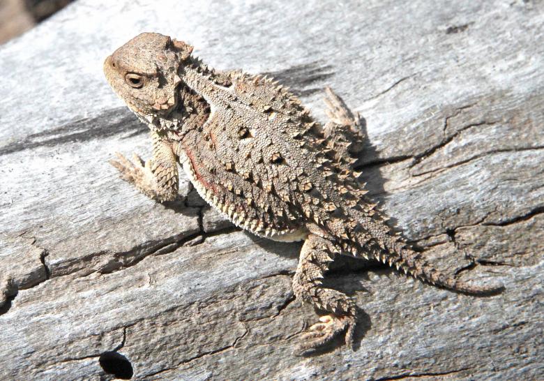 Free stock image of Horned Toad created by Pixabay