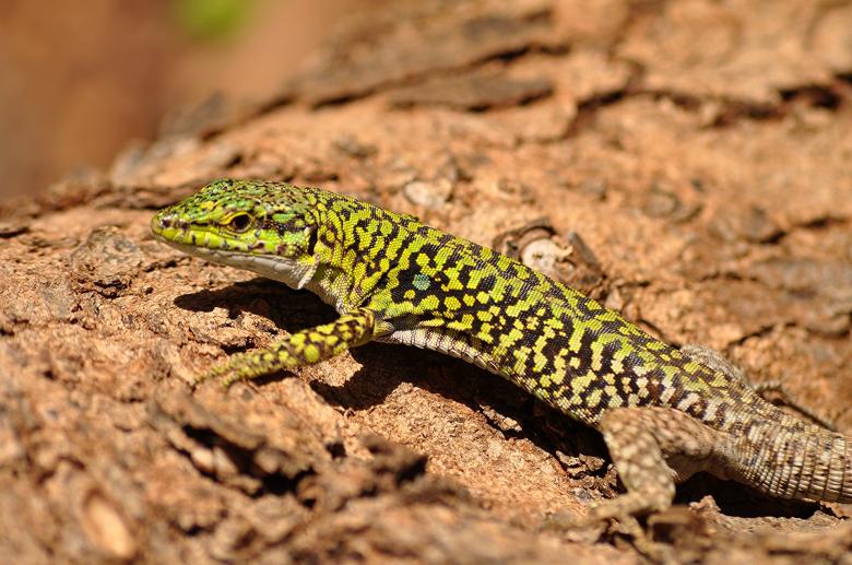 Free stock image of Italian Wall Lizard created by Pixabay