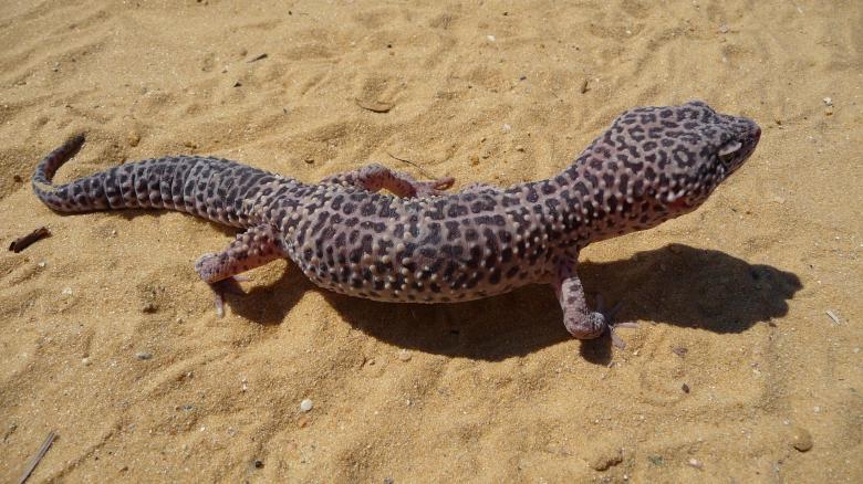 Free stock image of Leopard Gecko created by Pixabay