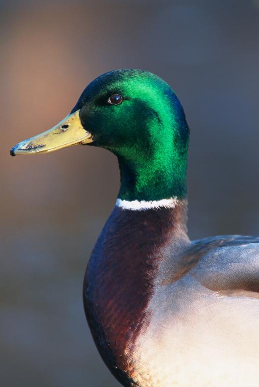 Free stock image of Mallard Duck created by Pixabay