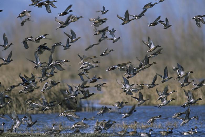 Free stock image of Mixed Duck Flock created by Pixabay