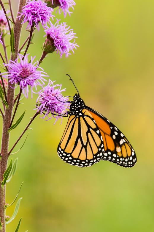 Free stock image of Monarch Butterfly created by Pixabay