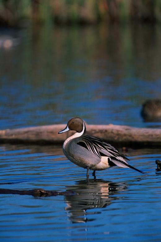 Free stock image of Northern Pintail Duck created by Pixabay