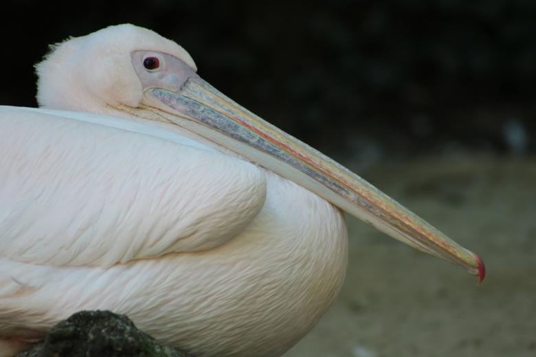 Free stock image of White Pelican created by Pixabay