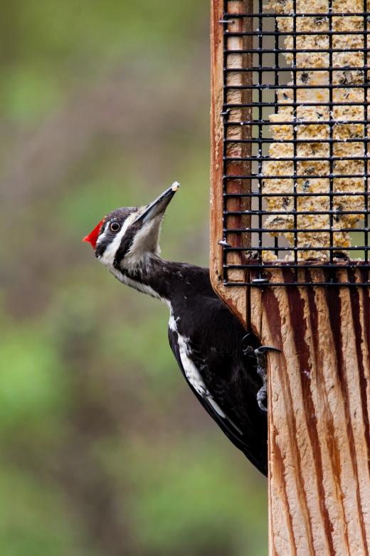 Free stock image of Pileated Woodpecker created by Pixabay
