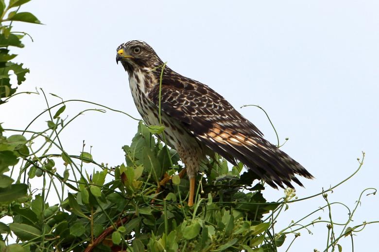 Free stock image of Red Shouldered Hawk created by Pixabay