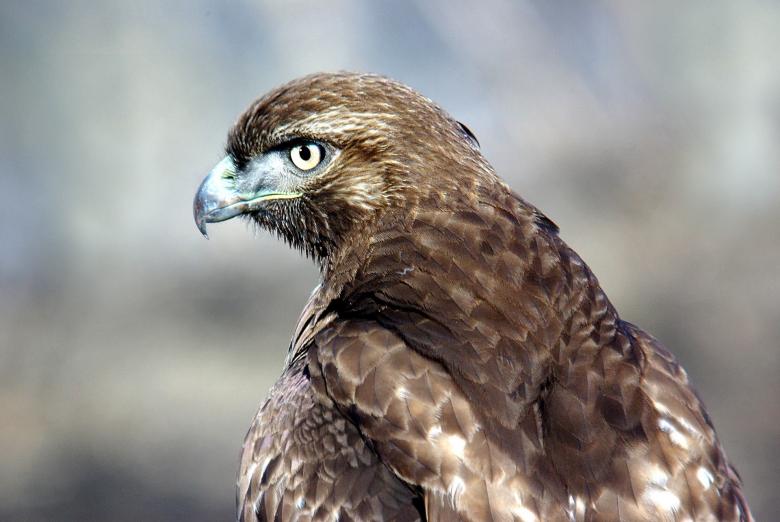 Free stock image of Red Tailed Hawk created by Pixabay