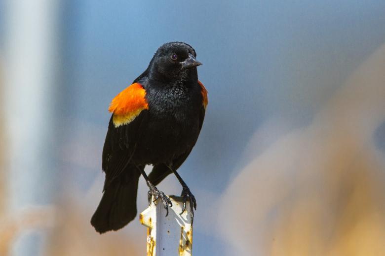 Free stock image of Red Winged Blackbird created by Pixabay