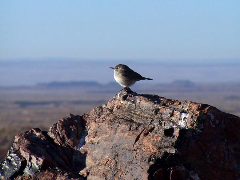 Free stock image of Rock Wren created by Pixabay