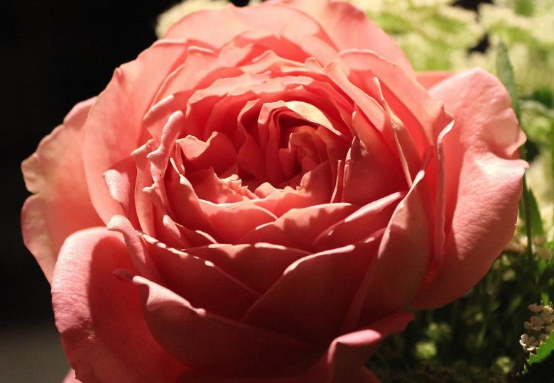 Free stock image of Fresh Rose created by Pixabay