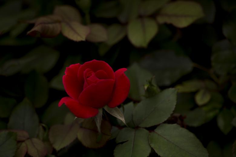 Free stock image of Fresh Rose created by Pixabay