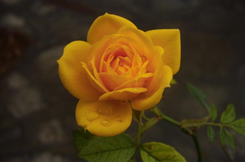 Free stock image of Fresh Rose created by Pixabay