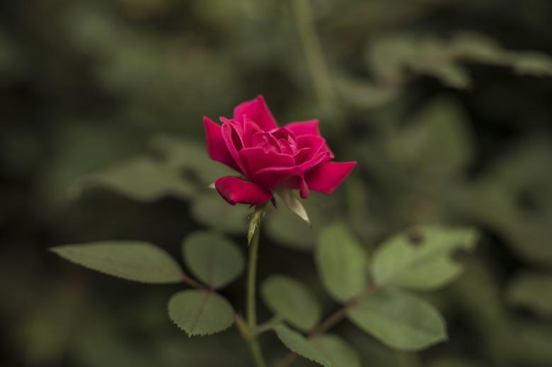 Free stock image of Fresh Rose created by Pixabay