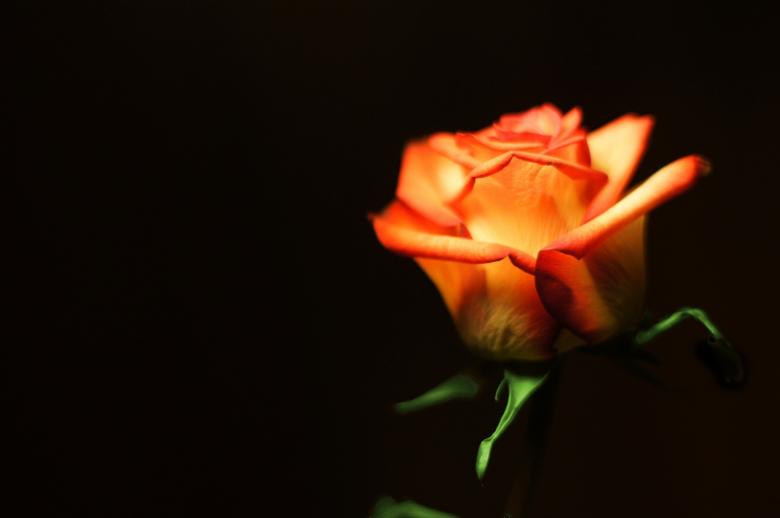 Free stock image of Fresh Rose created by Pixabay