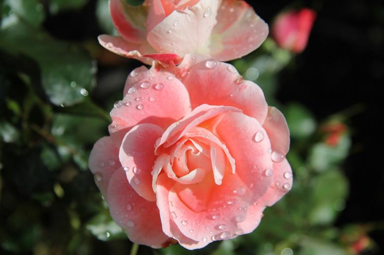 Free stock image of Pink Rose created by Pixabay