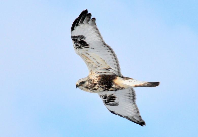 Free stock image of Rough Legged Hawk created by Pixabay
