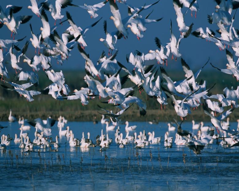 Free stock image of Snow Geese created by Pixabay