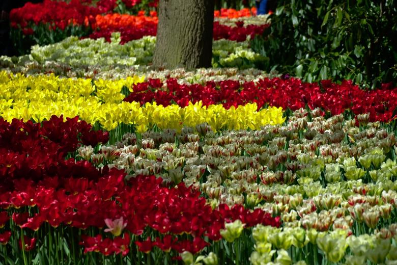 Free stock image of Tulips in the Garden created by Pixabay