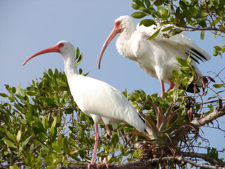 Free stock image of White Ibis created by Pixabay