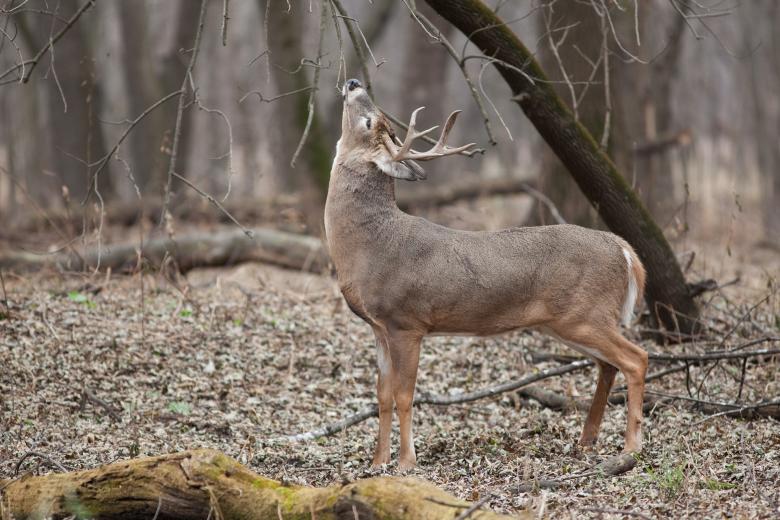Free stock image of White Tailed Deer created by Pixabay