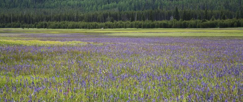 Free stock image of Flowers Field created by Pixabay