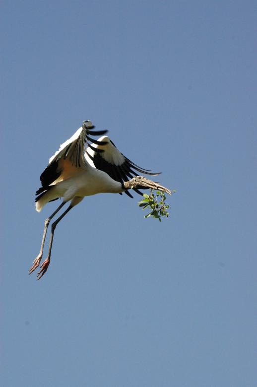 Free stock image of Wood Stork created by Pixabay