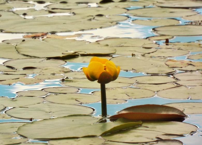 Free stock image of Yellow Pond Lily created by Pixabay