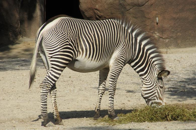Free stock image of Wild Zebra created by Pixabay