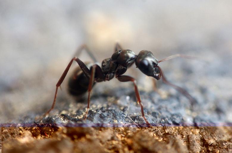 Free stock image of Black Ant created by Pixabay