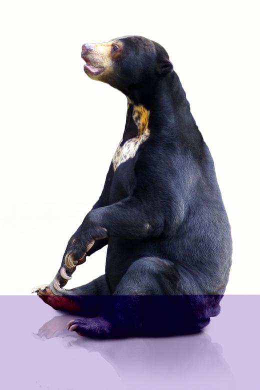 Free stock image of Black Bear created by Pixabay