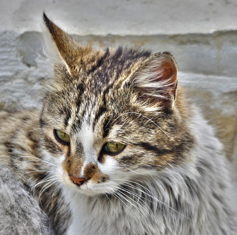 Free stock image of Wild Cat created by Pixabay