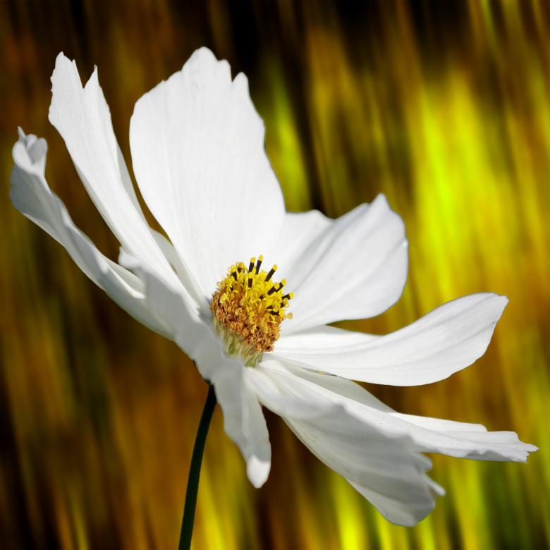 Free stock image of White Cosmea created by Pixabay