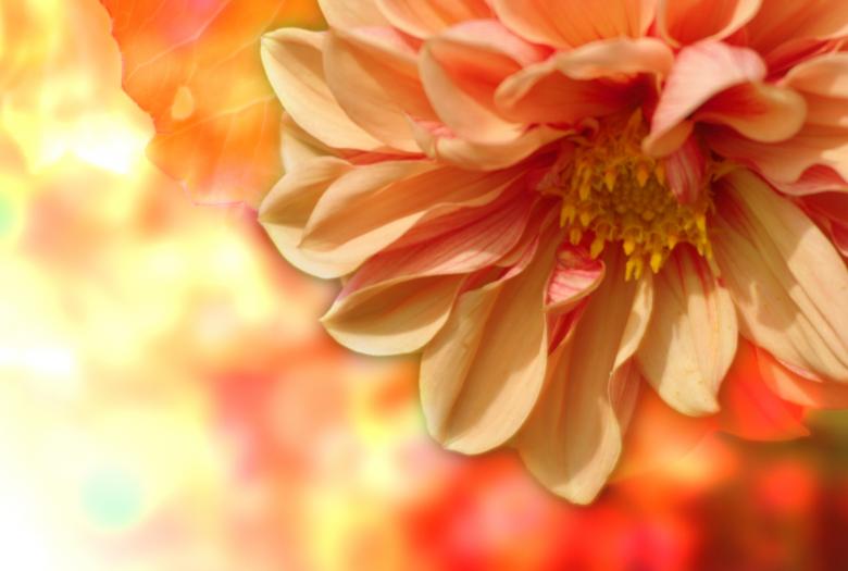 Free stock image of Fresh Dahlia created by Pixabay