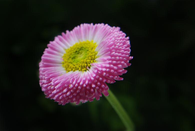 Free stock image of Fresh Daisy created by Pixabay